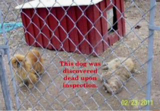 Speaker Karen Ankerstar showed the board this photo of dogs at a breeding operation she said had been inspected by the U.S. Department of Agriculture. Image courtesy Sarasota County