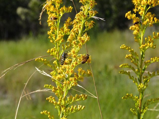 Pollinators work busily on goldenrod at Ding Darling. Photo by Fran Palmeri