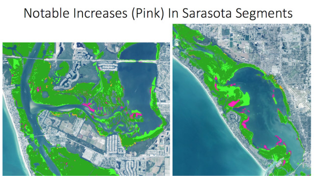 This chart shows increases, in pink, in Sarasota Bay. Image courtesy Southwest Florida Water Management District