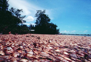 A fish kill was produced by a red tide event in Southwest Florida in 2002. Image courtesy GCOOS