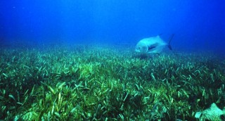 Seagrass is seen as a vital component in Sarasota Bay. Image via Wikimedia Commons