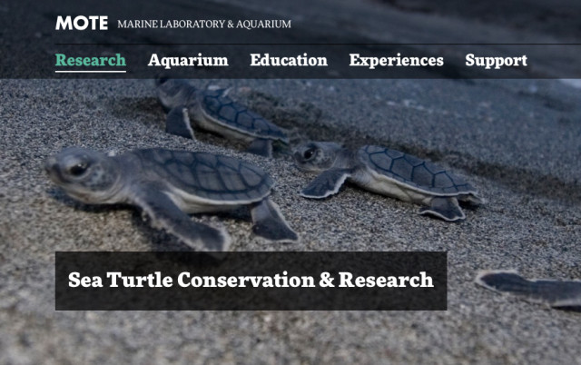 Mote Marine is known for its Sea Turtle Conservation & Research Program. Image from the Mote website