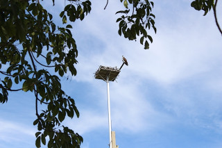 An osprey sits atop the custom-built roost. Photo courtesy City of Sarasota