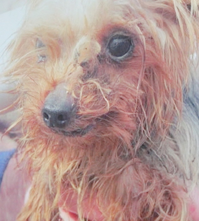 Ban advocate Karen Ankerstar showed this photo of a puppy from an Iowa 'puppy mill.' Rachel Hackney photo
