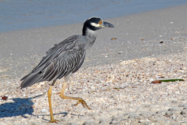 A yellow-crowned night heron makes its way across a beach. Photo by Fran Palmeri