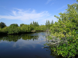 This vista is part of Curry Creek Preserve. Photo courtesy Sarasota County