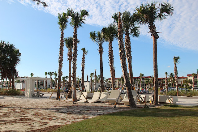 New cabbage palms area among the landscaping upgrades in Siesta Public Beach Park. File photo