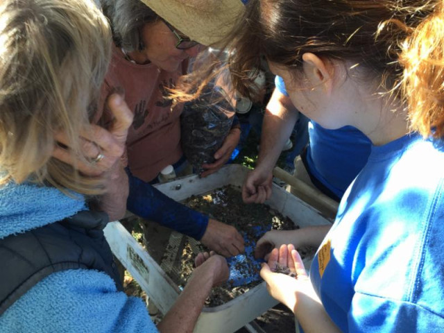 Archaeology experts and students sift through samples taken during a two-day excavation at Phillippi Estate Park in January. Photo courtesy Sarasota County