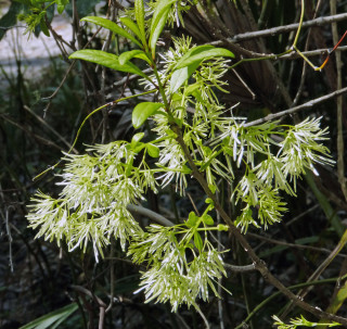 A fringe tree is in bloom at Little Manatee River State Park. Fran Palmeri photo