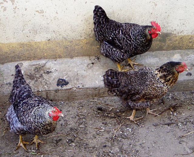 Debate continues over allowing backyard chickens in unincorporated parts of Sarasota County. Photo by David Monniaux via Wikimedia Commons