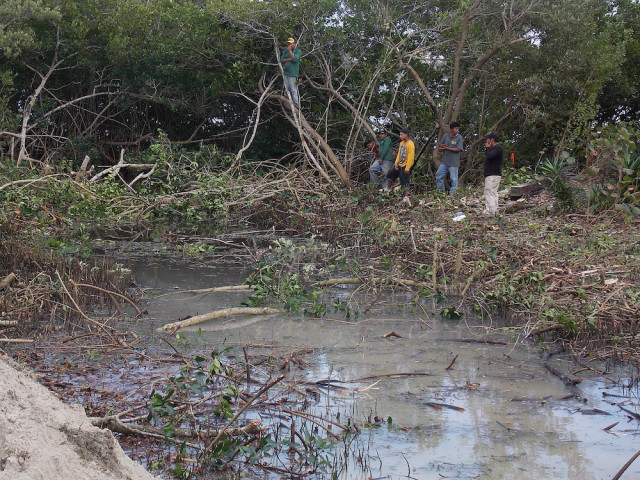 County staff dealt with unauthorized destruction of mangroves in South County in February 2014. Photo courtesy Sarasota County