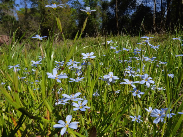 Blue-eyed grass adorns a field. Fran Palmeri photo