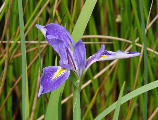 What is spring without the lovely iris? Fran Palmeri photo