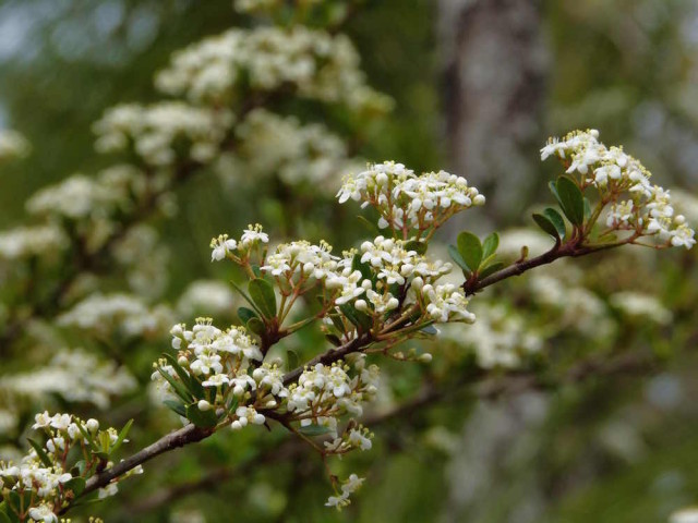 Walter's viburnum adds a soft touch to the landscape. Fran Palmeri photo