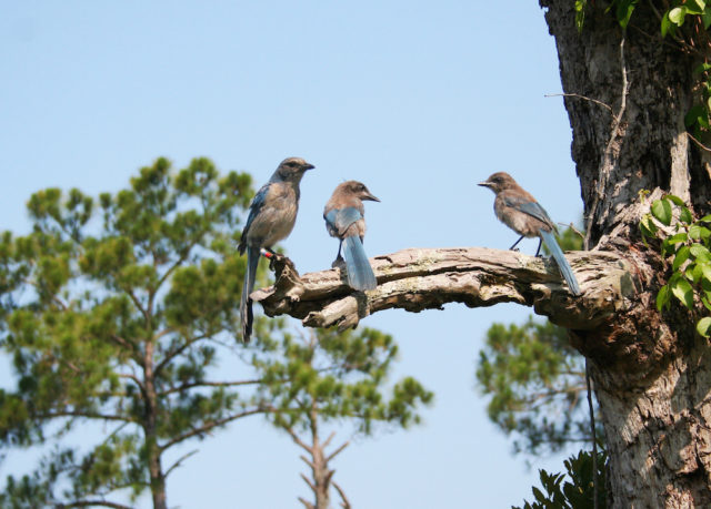 Florida scrub jays gather at Oscar Scherer State Park. Photo by Fran Palmeri