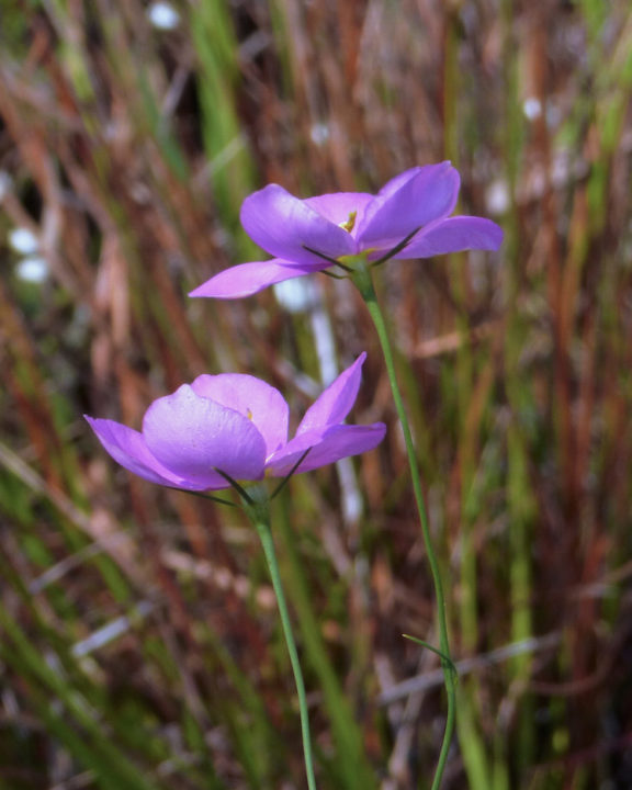 Sabot blooms at Kissimmee Prairie Preserve. Photo by Fran Palmeri