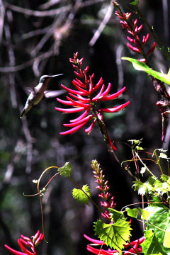 A ruby throated hummingbird drinks nectar from a coral bean. Photo by Fran Palmeri
