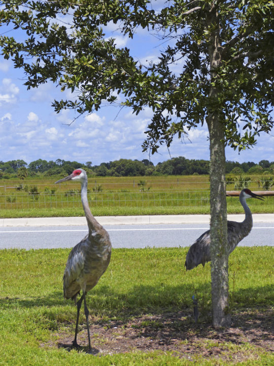 Sandhill cranes pause in a median on Honore Road. Photo by Fran Palmeri