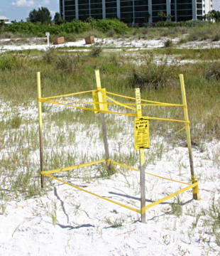 Sea turtle nests are marked with yellow stakes. Image courtesy Sarasota County