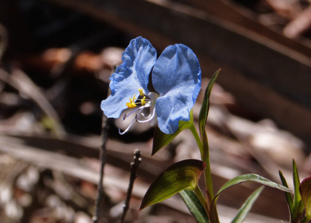 A dayflower adds a blue hue to the landscape. Photo by Fran Palmeri