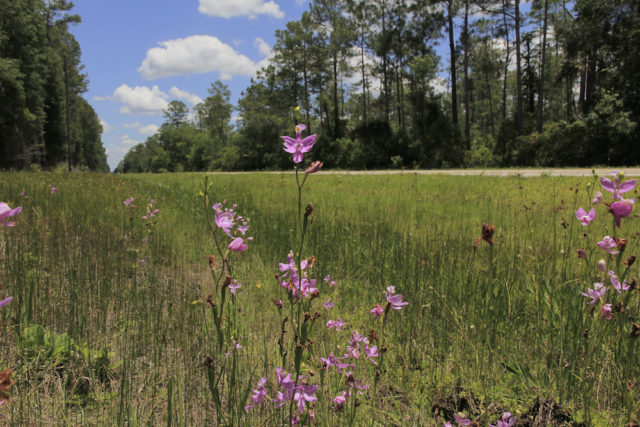 Grass-pinks bloom on the roadside in pine flatbeds. Photo by Fran Palmeri