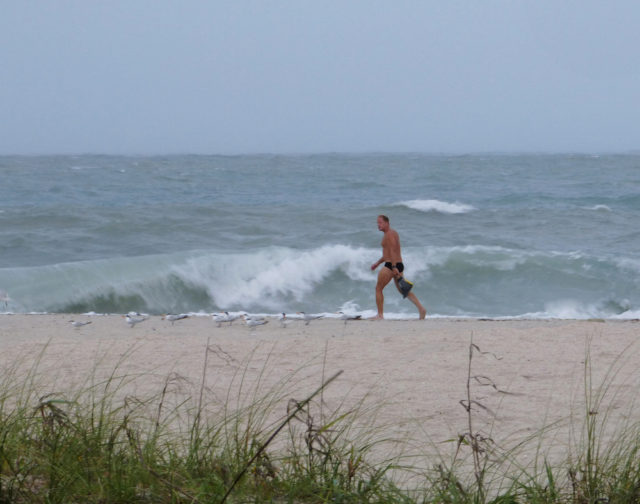 A lifeguard walks Nokomis Beach on June 6. Photo courtesy of Fran Palmeri