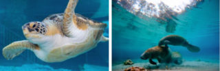 Mote Marine's Aquarium has a variety of creatures. Image from the Mote website
