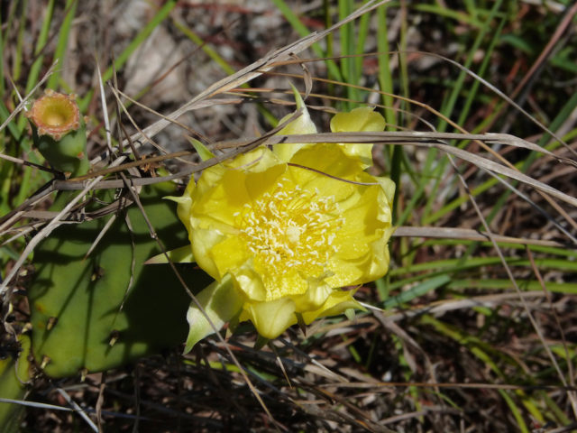 Prickly pear cactus also appears in the scrub. Photo by Fran Palmeri