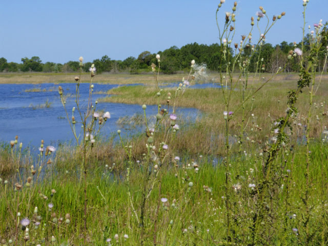 Thistle blooms by the marsh at Connor Preserve. Photo by Fran Palmeri