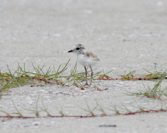 A 4-week-old snowy plover roams Siesta Public Beach. Contributed photo