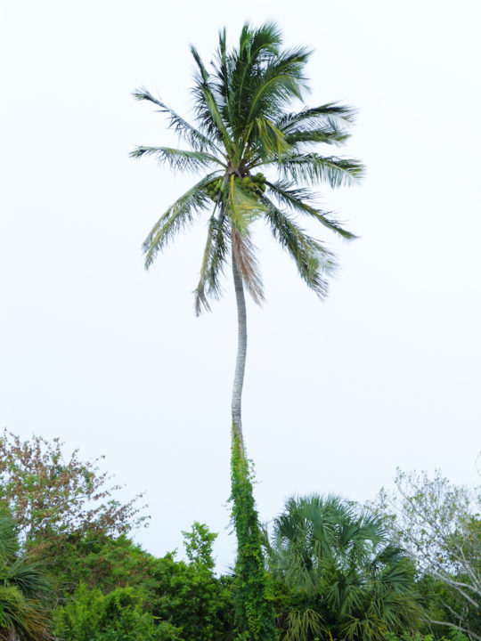 A coconut palm towers over neighboring plants at Collier Seminole State Park. Photo by Fran Palmeri