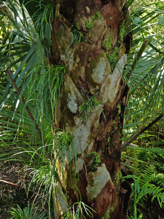 Mosses and ferns thrive on a cabal palm. Photo by Fran Palmeri