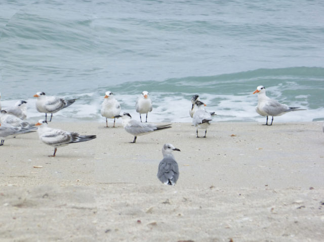 The shore is well-populated with a variety of birds. Photo by Fran Palmeri