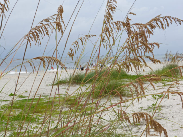 Sea oats protect the dunes. Photo by Fran Palmeri
