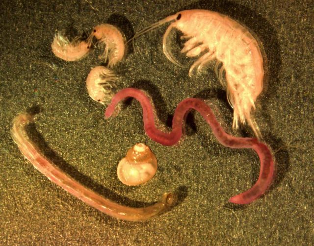 This is a microphotograph of typical benthic animals. Image taken by G. Carter in April 2000. Photo courtesy of NOAA and the United States Great Lakes Environmental Research Laboratory