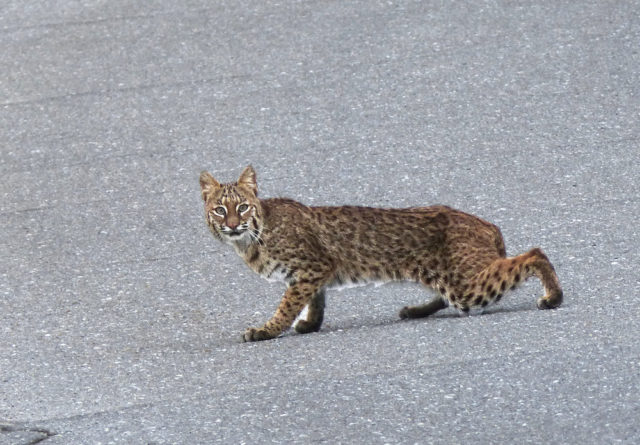 A bobcat pauses on Border Road in Venice. Photo by Fran Palmeri