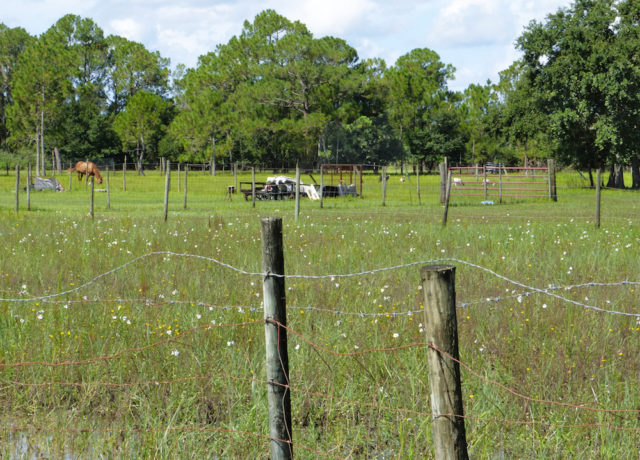 The beauty of a Lee County roadside is protected by a fence. Photo by Fran Palmeri