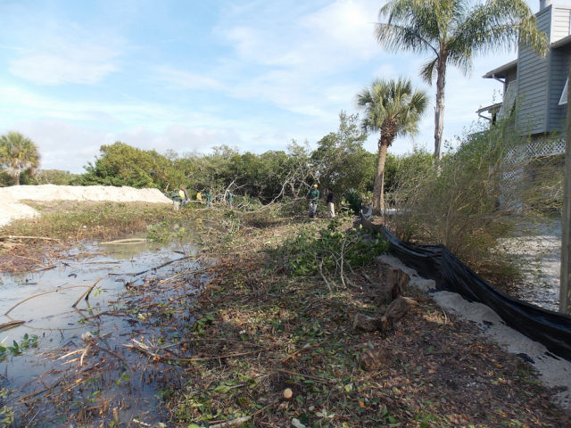 Mangroves that have been ripped from the shoreline lie on a Manasota Key Road parcel in 2014. Image courtesy Sarasota County