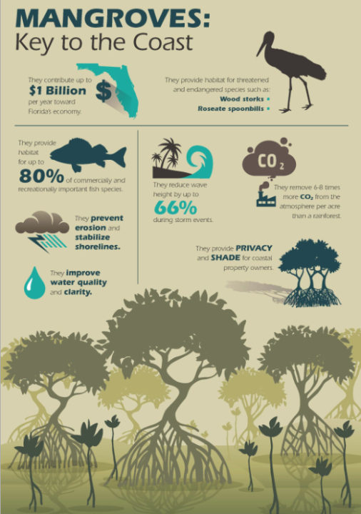 County staff produced this infographic about mangroves' importance to the environment. Image courtesy Sarasota County