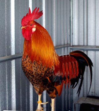 The county has sentinel roosters and hens. Image courtesy Sarasota County