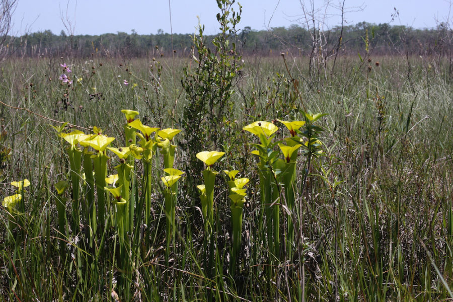 Pitcher plant habitat image